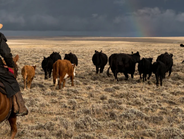 nutrient dense beef, roaming cattle